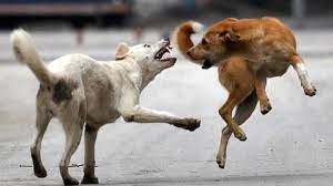 ग्रेटर नोएडा वेस्ट के सेक्टर-16बी के अजनारा होम्स में रहने वाले शिव कुमार पाल का कहना है कि सोसाइटी में कुत्तों को आतंक दिनों दिन बढ़ता जा रहा है।