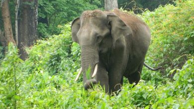 हाथी के हमले में 70 वर्षीय बुजुर्ग महिला की मौत, घटना के विरोध में लोगों ने किया प्रदर्शन