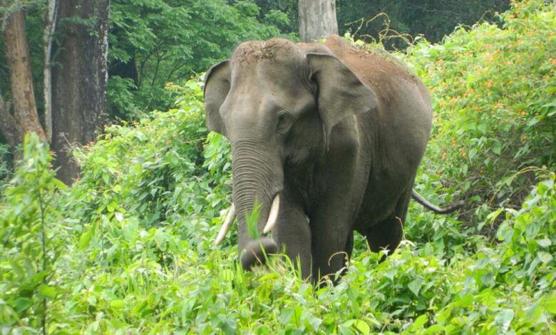हाथी के हमले में 70 वर्षीय बुजुर्ग महिला की मौत, घटना के विरोध में लोगों ने किया प्रदर्शन