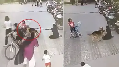 राजनगर एक्सटेंशन इलाके की अजनारा सोसायटी में एक जर्मन शेफर्ड डॉगी ने साइकिल चला रही एक बच्ची पर हमला कर दिया