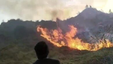 आगरा में अज्ञात कारणों से चंबल के जंगल में लगी भीषण आग पेड़ पौधों के साथ झाड़ियां जली