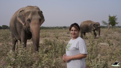 ACTOR DIVYA SETH SHAH SIDES WITH ELEPHANTS AND BEARS, SUPPORTS CONSERVATION EFFORTS