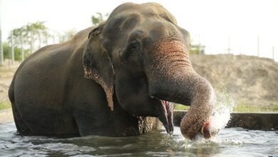 RESCUED ELEPHANTS AND BEARS BEAT THE HEAT AT WILDLIFE SOS CENTRES