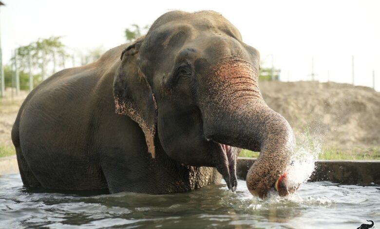 RESCUED ELEPHANTS AND BEARS BEAT THE HEAT AT WILDLIFE SOS CENTRES