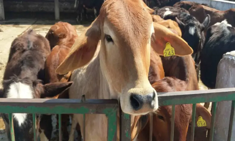 मौसम विभाग द्वारा जारी हीटवेव अलर्ट जारी किया गया