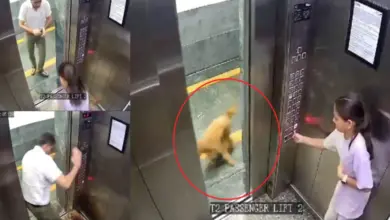 सेक्टर-107 में स्थित लोटस 300 सोसाइटी की लिफ्ट में जा रही बच्ची को कुत्ते ने नोंचा है
