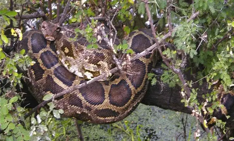 ग्रामीणों की निकली चीख