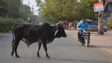 थाना दनकौर क्षेत्र में रात एक दुखद सड़क हादसा हुआ