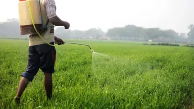 खाद्य सुरक्षा के क्षेत्र में मिलकर काम करेंगे भारत - ब्राजील