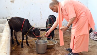 सीएम योगी ने पुंगनूर बछिया-बछड़ा की जोड़ी को अपने हाथों से खिलाया गुड़