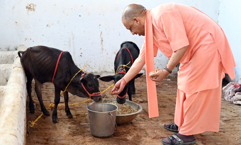 सीएम योगी ने पुंगनूर बछिया-बछड़ा की जोड़ी को अपने हाथों से खिलाया गुड़