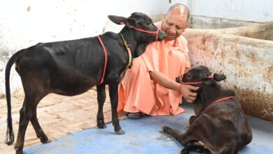 दक्षिण से आए गोवंश को सीएम योगी ने दिया भवानी और भोलू नाम