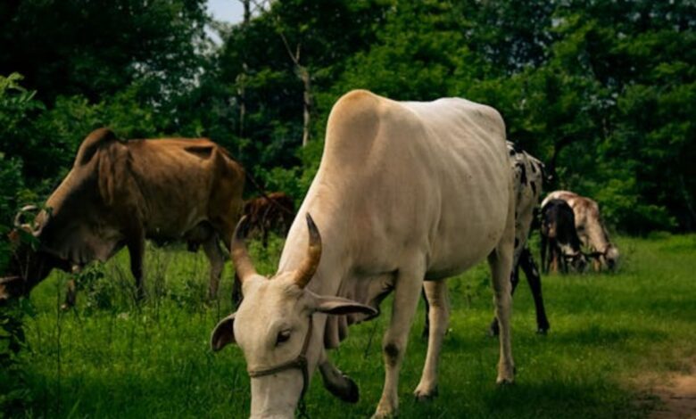 ग्रेनो वेस्ट की एक सोसायटी में रहने वाले पशु चिकित्सक के नौकर का शव उसके कमरे में पंखे से लटका मिला।