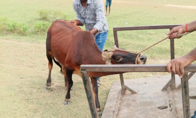 नगर निगम की पशुधन विभाग की 12 टीमें 24 घंटे कुंभ क्षेत्र में करेंगी निगरानी