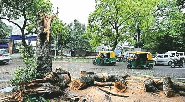 उत्तर प्रदेश, नोएडा: ग्रेटर नोएडा में 980 पेड़ों की अवैध कटाई को उप्र प्राधिकारियों ने गंभीरता से नहीं लिया: एनजीटी