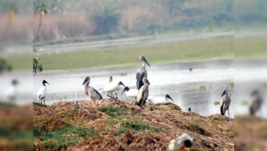 उत्तर प्रदेश, नोएडा: गर्मी बढ़ते ही धनौरी वेटलैंड सूखा