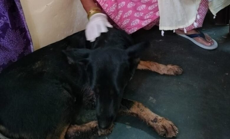 उत्तर प्रदेश, नोएडा: बच्चा गिरा तो पिता ने जर्मन शेफर्ड को स्कॉर्पियो से बांधकर घसीटा