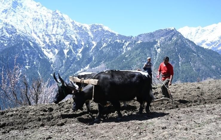 प्राकृतिक खेती
