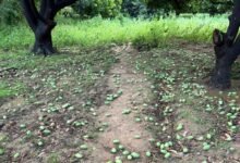 ग्रेटर नोएडा