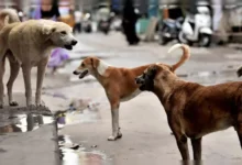 नई दिल्ली: -कुत्ते के दांत से हुआ गहरा जख्म बढ़ा देता है रैबीज इंफेक्शन होने का खतरा