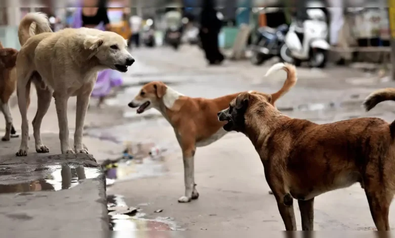 नई दिल्ली: -कुत्ते के दांत से हुआ गहरा जख्म बढ़ा देता है रैबीज इंफेक्शन होने का खतरा