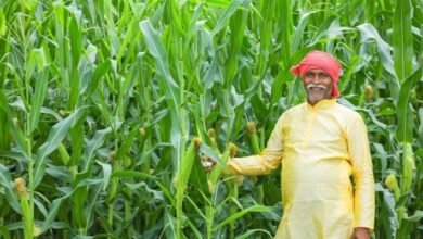 उत्तर प्रदेश, लखनऊ: मक्के की खेती के मुरीद हुए यूपी के किसान