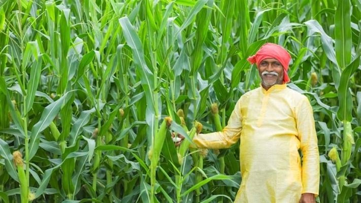 उत्तर प्रदेश, लखनऊ: मक्के की खेती के मुरीद हुए यूपी के किसान