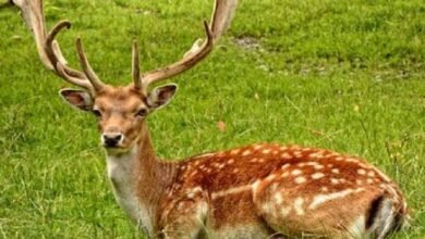 उत्तर प्रदेश, नोएडा: नोएडा में डियर पार्क के लिए आर्किटेक्ट कंपनी का सिलेक्शन