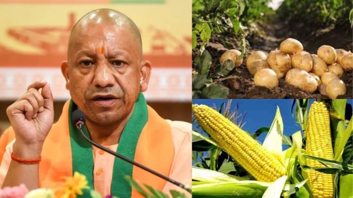 पीपीपी मॉडल में निन्जाकार्ट और एग्रिस्टो से करार, 10 हजार किसानों से हर साल 25 हजार टन मक्का खरीदेगी कंपनी