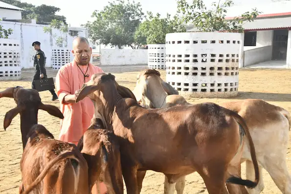 यूपी की सभी गोशालाओं में गोपाल वन स्थापित करेगी योगी सरकार