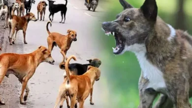 उत्तर प्रदेश, नोएडा: सात महीने में 98 हजार लोगों को डॉग ने काटा