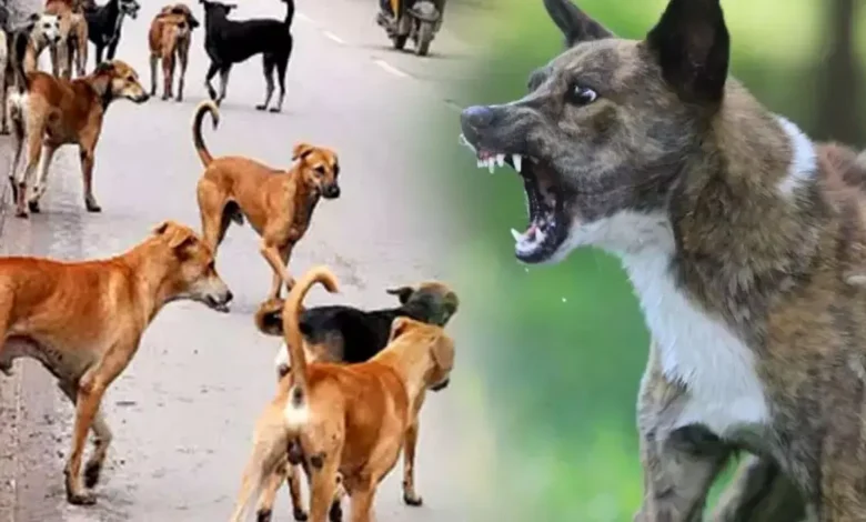 उत्तर प्रदेश, नोएडा: सात महीने में 98 हजार लोगों को डॉग ने काटा