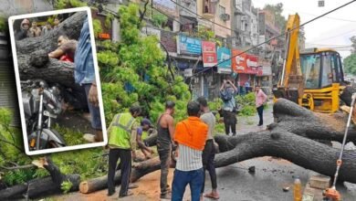 Kalkaji Tree Fall Accident