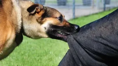 उत्तर प्रदेश, नोएडा: भ्रूण को नोंचते हुए कुत्तों का वीडियो वायरल