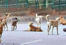 नई दिल्ली: दिल्ली में रोजाना 5 हजार से ज्यादा लोगों को काट रहे कुत्ते