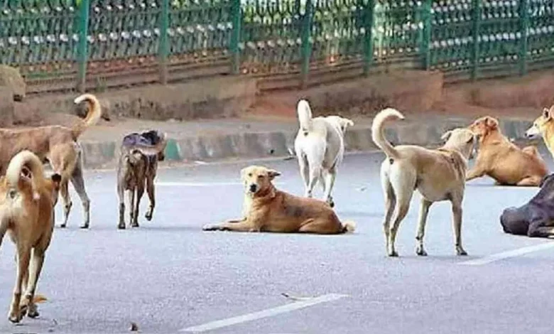 नई दिल्ली: दिल्ली में रोजाना 5 हजार से ज्यादा लोगों को काट रहे कुत्ते