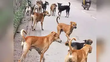 उत्तर प्रदेश, नोएडा: नोएडा प्राधिकरण कराएगा स्ट्रीट डॉग्स का सर्वे