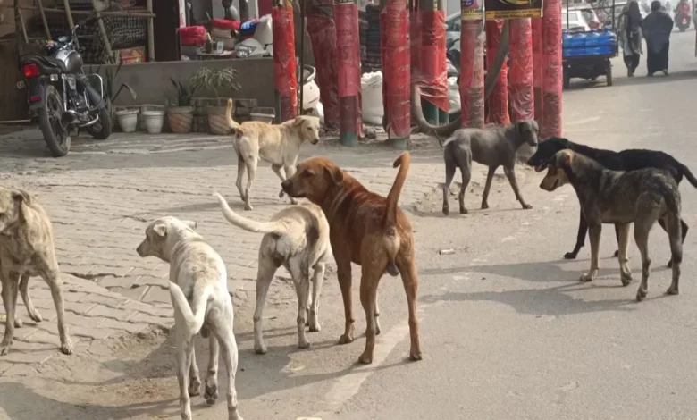 उत्तर प्रदेश, नोएडा: नोएडा की सड़कों पर नहीं दिखेंगे रैबीज संक्रमित कुत्ते, नोएडा अथॉरिटी ने बनाई नई गाइडलाइन
