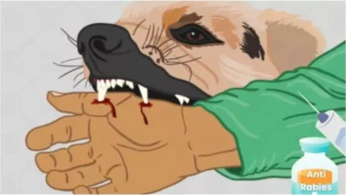 उत्तर प्रदेश, नोएडा: नोएडा में आवारा कुत्तों का टीकाकरण अभियान शुरू