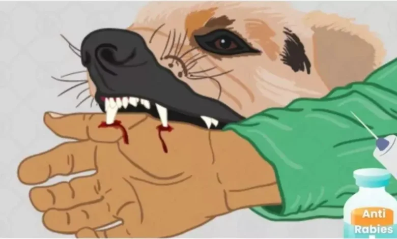 उत्तर प्रदेश, नोएडा: नोएडा में आवारा कुत्तों का टीकाकरण अभियान शुरू