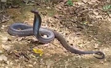 उत्तर प्रदेश, नोएडा: धरनास्थल के पास निकला कोबरा, जंगल में छोड़ा