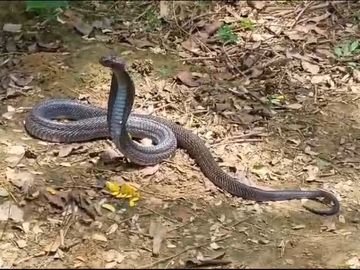 उत्तर प्रदेश, नोएडा: धरनास्थल के पास निकला कोबरा, जंगल में छोड़ा