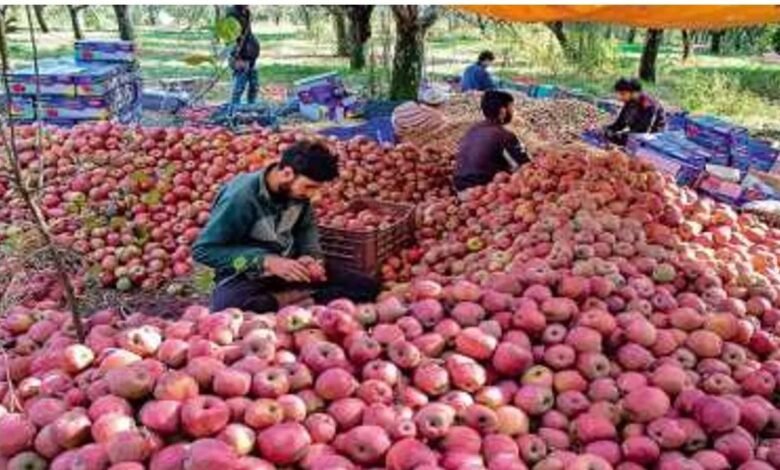 हिमाचल सेब
