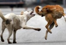 उत्तर प्रदेश, नोएडा: कुत्ता मुक्त सोसाइटी के लिए 170 लोगों ने दिया वोट