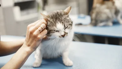 उत्तर प्रदेश, नोएडा: नसबंदी ऑपरेशन में बिल्ली की मौत, चिकित्सक देगा 25 हजार रुपये मुआवजा