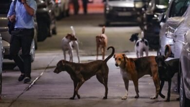 उत्तर प्रदेश, नोएडा: ग्रेनो में लावारिस कुत्तों के लिए एक केंद्र खुलेगा