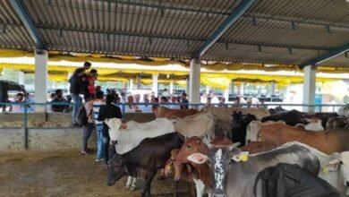 उत्तर प्रदेश, नोएडा: सेक्टर-135 की गौशाला और एनिमल शेल्टर में सफाई के सख्त निर्देश