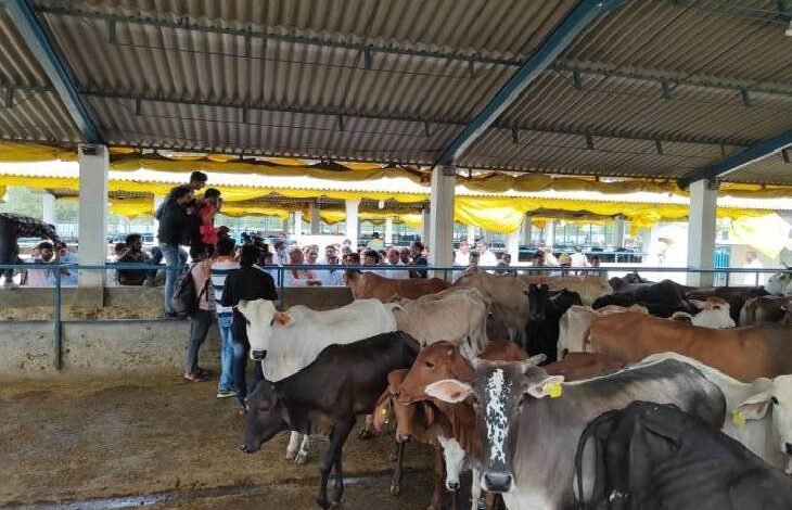 उत्तर प्रदेश, नोएडा: सेक्टर-135 की गौशाला और एनिमल शेल्टर में सफाई के सख्त निर्देश