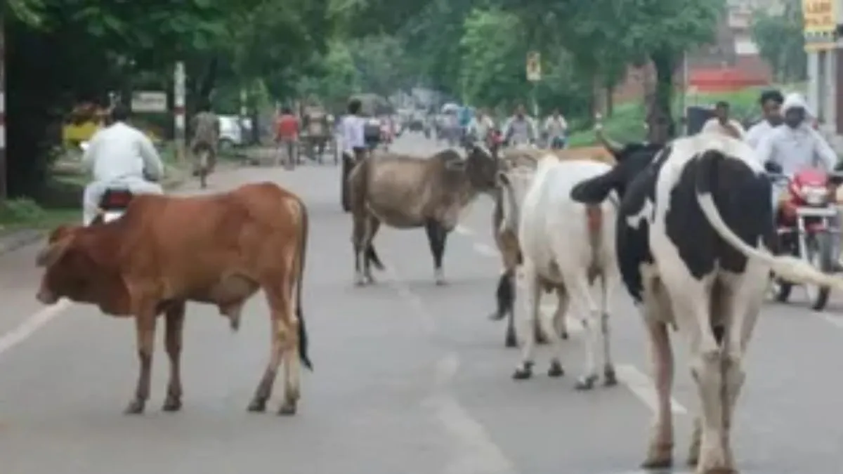 Noida: गाय के हमले से बुजुर्ग की मौत, भतीजा गंभीर रूप से घायल Noida: गाय के हमले से बुजुर्ग की मौत, भतीजा गंभीर रूप से घायल