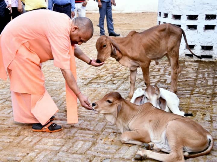 Uttar Pradesh : ‘ऑपरेशन-4’: स्वदेशी गायों से डेयरी सेक्टर में बड़ा बदलाव, गो पालन पर 50% तक सब्सिडी